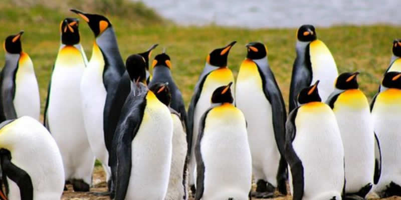 King Penguin