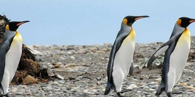 Punta Arenas Antartic